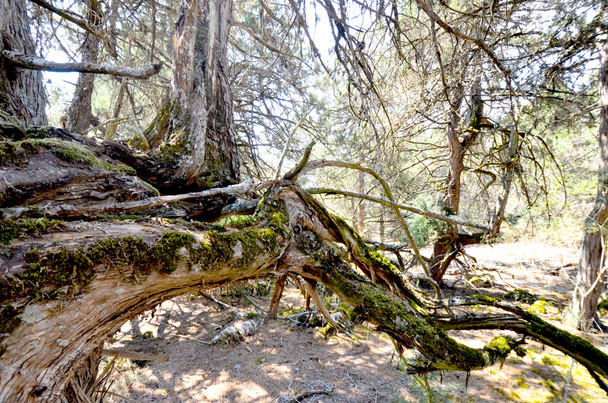old foetid juniper forest on an island golem grad , lake prespa, macedonia - Photo, Image