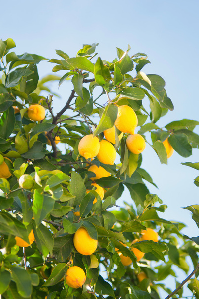 limoni maturi su albero - Foto, immagini
