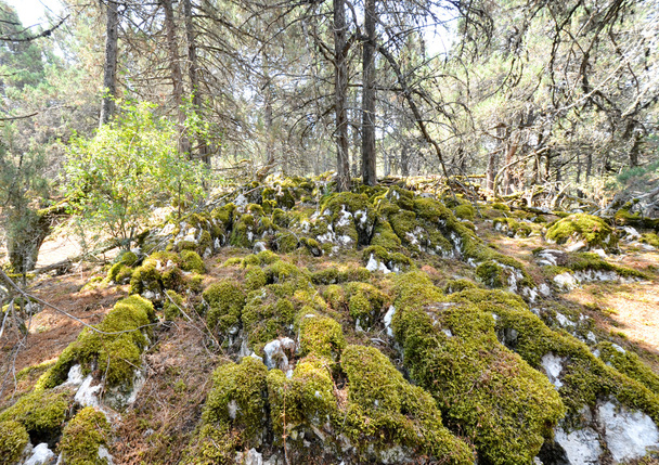 starý páchnoucím jalovec Les na ostrově golem grad, Prespanské jezero, Makedonie - Fotografie, Obrázek
