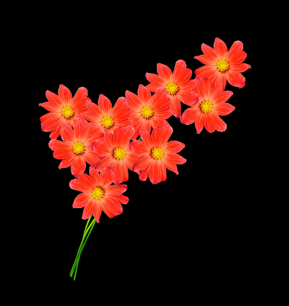 Kukkakimppu daalioita. Kukat eristetty mustalla taustalla
 - Valokuva, kuva