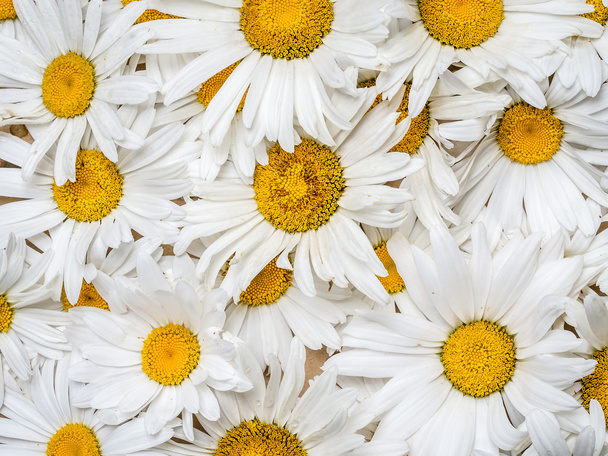 Background of marguerite flowers - Photo, Image