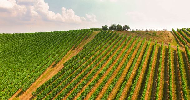 De wijngaarden op de Italiaanse heuvels. - Foto, afbeelding