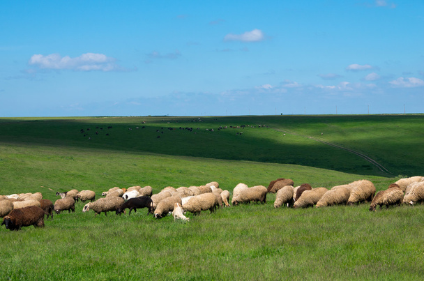 Koyun ve inek sürüleri. - Fotoğraf, Görsel