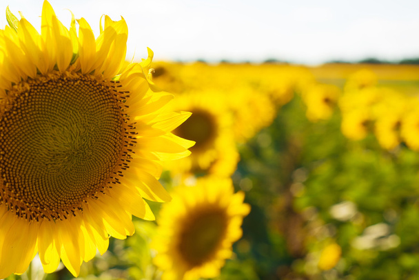 helder veld met zonnebloemen in de zomer - Foto, afbeelding