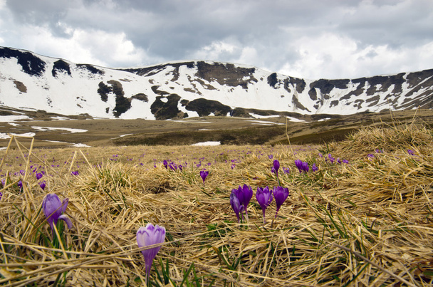 Spring crocus flowers on green natural background. Selective focus - Foto, Imagen
