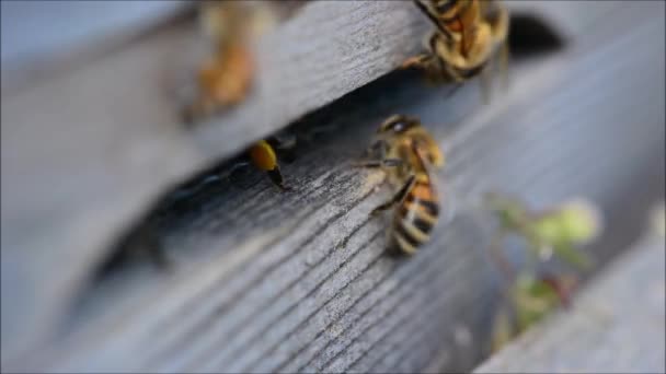 Μέλισσες (Apis mellifera) έρχονται και φεύγουν από την κυψέλη - Πλάνα, βίντεο