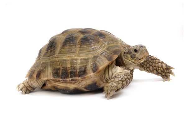 Kruipende schildpad op een witte achtergrond - Foto, afbeelding