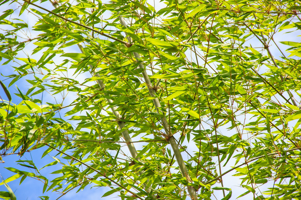 Bamboo forest background - Photo, Image