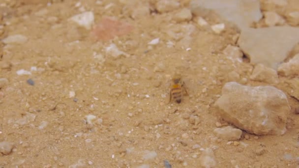 Abeille blessée marchant à travers le sable sec
 - Séquence, vidéo