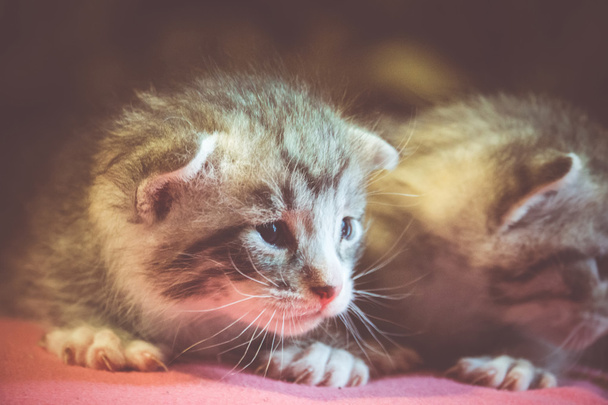 Aranyos cirmos cica Retro - Fotó, kép