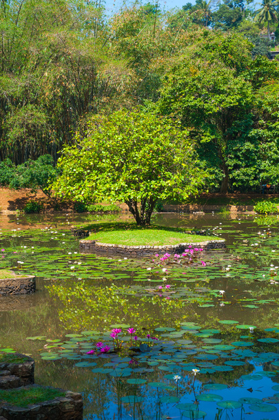 Ботанічний сад краєвид
 - Фото, зображення
