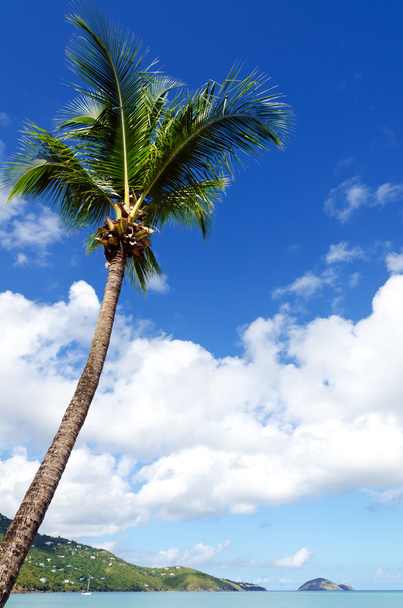 palmeira tropical - Foto, Imagem