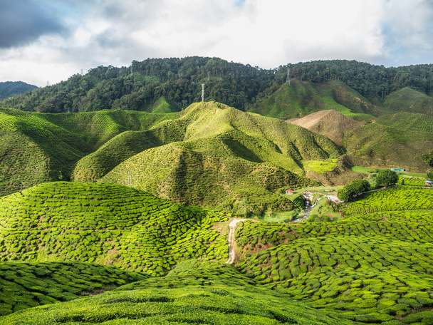 Plantación de té en las tierras altas de Cameron
 - Foto, imagen