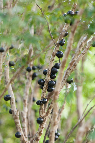 árvore de uva brasileira
 - Foto, Imagem