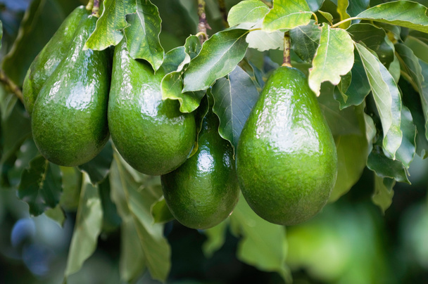 зеленые плоды авокадо, растущие на ветвях
 - Фото, изображение