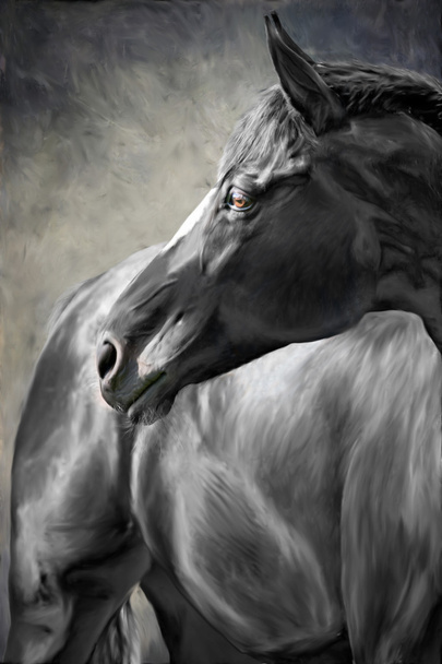 Musta hevonen - Valokuva, kuva