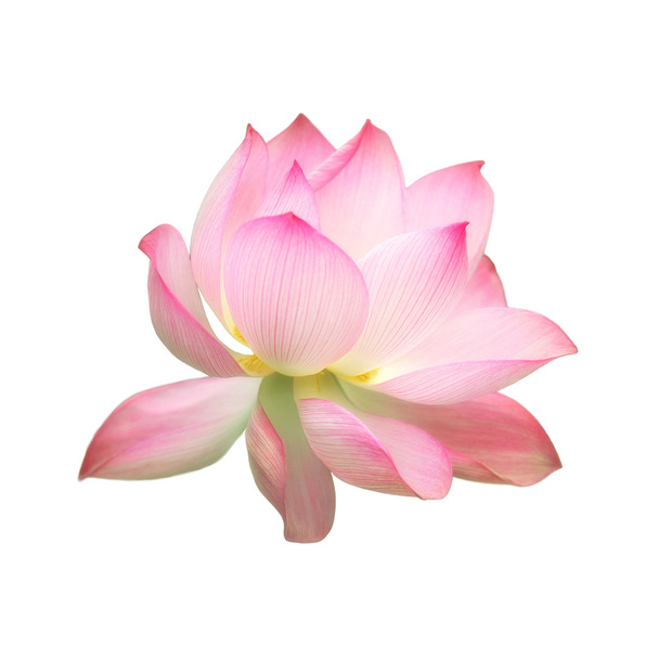 einzelne rosa Wasserlotusblume isoliert auf weißem Hintergrund - Foto, Bild