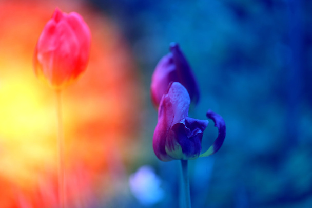 flores rojas tulipanes
 - Foto, imagen