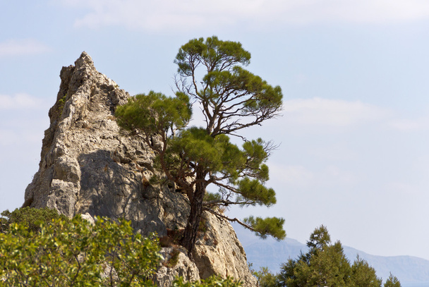 Crimean pine grows from crevices in the rock in the reserve - Fotó, kép