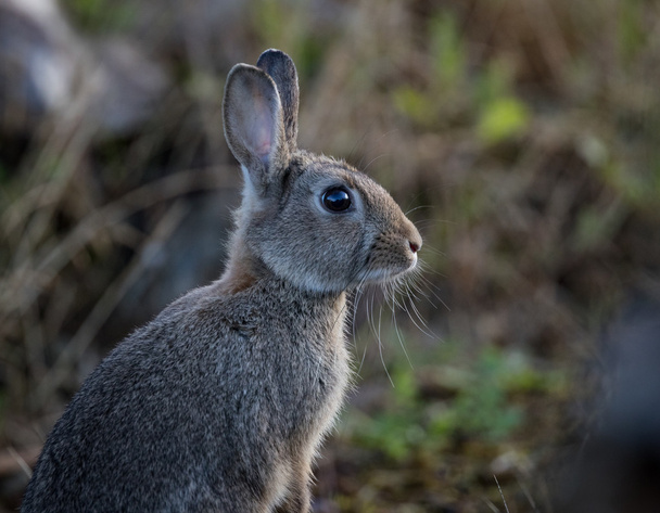 Young wild common rabbit (Oryctolagus cuniculus)  - Foto, Imagen