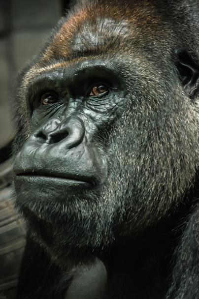 Egy gorilla portréja - Fotó, kép