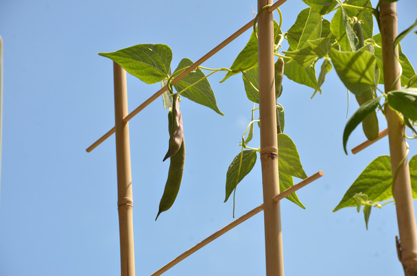 Fasulye bitki bambu merdiveni, mavi gökyüzü arka planda üzerinde tırmanıyor - Fotoğraf, Görsel