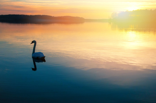 cisne en el lago - Foto, Imagen