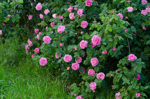 Krzew różowy miniaturowe Róża Kwiat ogród, zielone tło i Selektywny fokus  - Zdjęcie, obraz