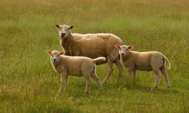 Trzy owce pasące się na łąkach - Zdjęcie, obraz