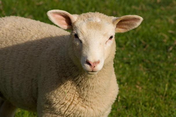 Πρόβατα κοντινό πορτρέτο (λεπτομέρεια) - Φωτογραφία, εικόνα