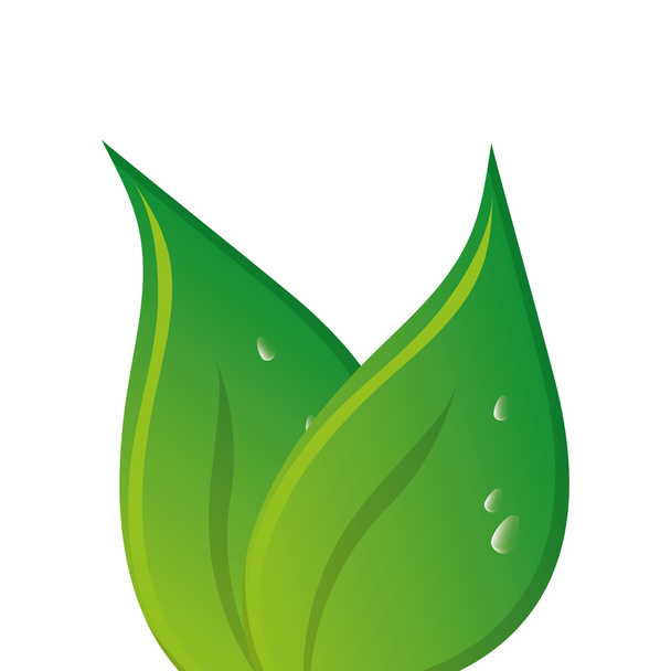hojas verdes hoja naturaleza
 - Vector, imagen
