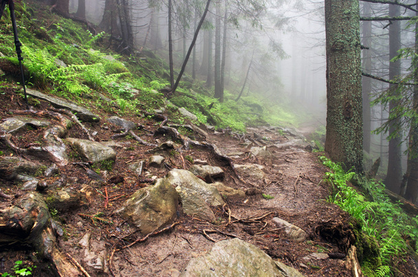 Bellissimo sentiero di montagna foresta estiva
 - Foto, immagini