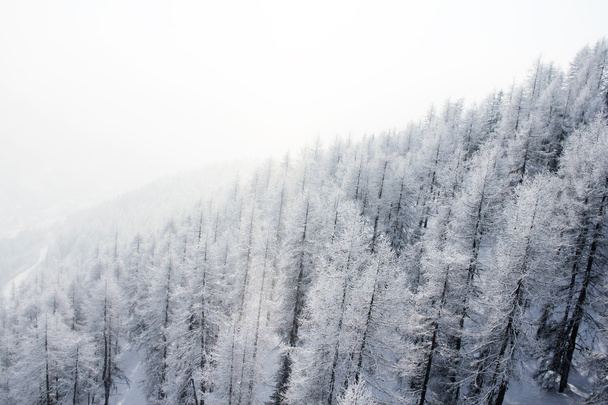 Mountain forest in winter - Fotoğraf, Görsel
