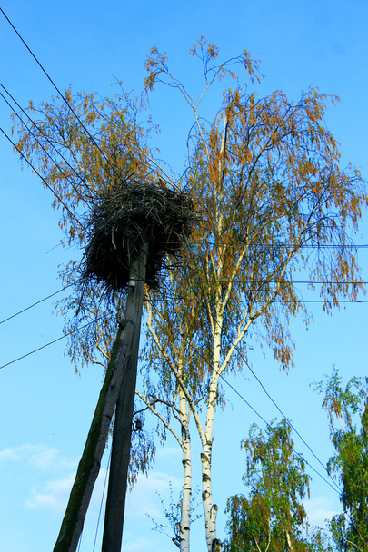 村の電柱の上のコウノトリの巣 - 写真・画像