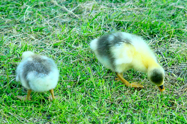 goslingit nipistävät ruohoa siipikarjapihalla.
 - Valokuva, kuva