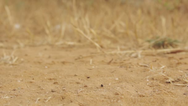 Primer plano de un grupo de hormigas negras caminando sobre tierra - Imágenes, Vídeo