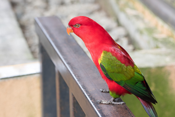 The Chirping parrot - Foto, Imagem