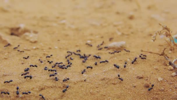 土の上を歩いている黒いアリのグループの閉鎖ショット - 映像、動画
