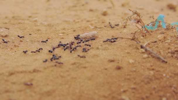Gros plan d'un groupe de fourmis noires marchant sur la terre - Séquence, vidéo