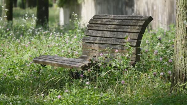 een oude houten bankje met Trifolium pratense - Video