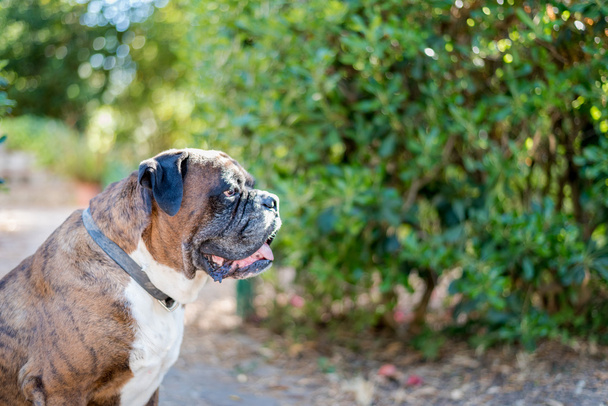Portrait of nice german boxer dog - Fotó, kép