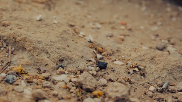 Primer plano de un grupo de hormigas negras caminando sobre tierra - Imágenes, Vídeo