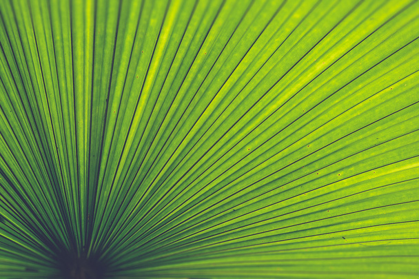 Texture di foglia di palma verde (effetto filtro Vintage utilizzato
) - Foto, immagini