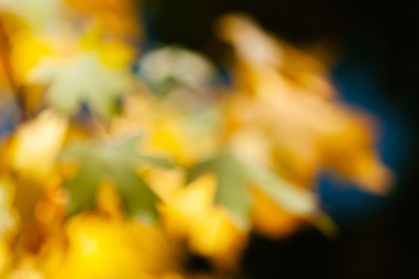 soyut sonbahar yaprakları - Fotoğraf, Görsel