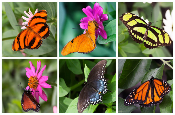 Collection de papillons
 - Photo, image