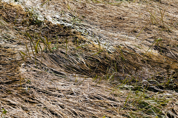 согнутая трава в болоте
 - Фото, изображение
