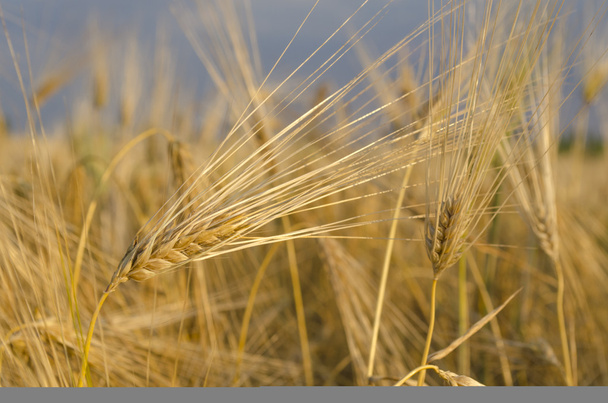 wheat field in Sunny day - Photo, Image