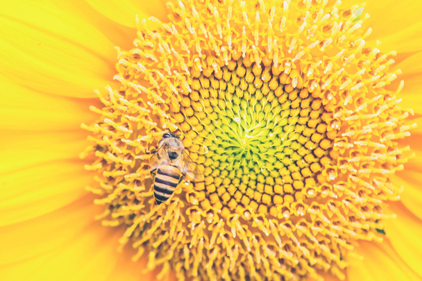 Gros plan du tournesol avec abeille (Effet filtre vintage utilisé
) - Photo, image