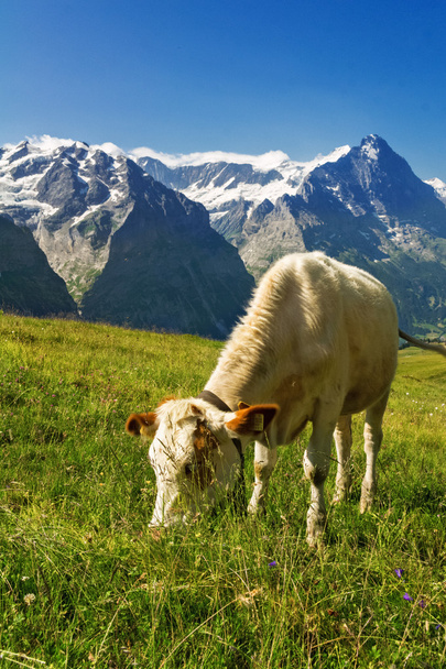 Cow in idyllic alpine landscape, Alps mountains  and countryside in summer, Switzerland - Фото, зображення