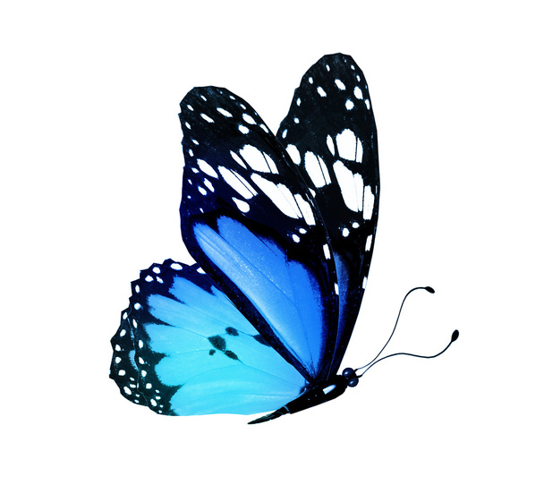 Blue butterfly, isolated on white background - Zdjęcie, obraz